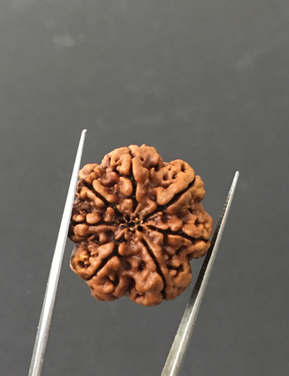 7 Mukhi Certified Nepali Rudraksha Size- 24.7 mm